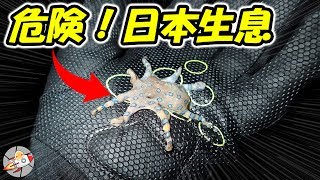 日本の危険生物８選☆要注意！ [upl. by Sillad]