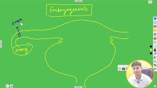 Embryogenesis Gestation Period Parturition Zygote Formation [upl. by Hayarahs]