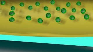 EXOCYTOSIS OF NEUROTRANSMITTERS [upl. by Blakely]