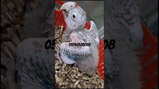 Green wing Macaw chick Avaliable for sale birds macaw parrot rawparrots greenwingmacaw pets [upl. by Corvese]