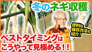 冬のネギの収穫の仕方！最適なタイミングの見極め方と便利な保存のコツを紹介！【家庭菜園】【長ネギ】【冬ねぎ】 [upl. by Scopp548]