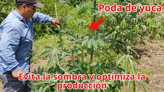 Técnicas de Poda de Yuca para evitar Sombra y Optimizar Rendimientos en la producción [upl. by Attiuqehs]