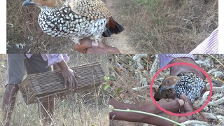 How to Catch Partridge bird Village guy catching partridge bird Kouju pitta [upl. by Niwrud]