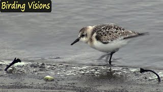 Juvenile Sanderling foraging  Birds of Norway [upl. by Ennailuj558]