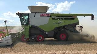 Harvest 2024  Claas 760 amp 770 Lexions Harvesting Winter Wheat [upl. by Enyale166]