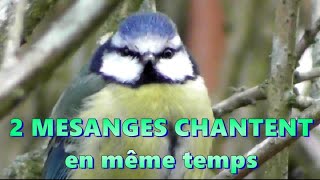 CHANT en DUO de MESANGES bleue et Charbonnière [upl. by Cutcliffe]