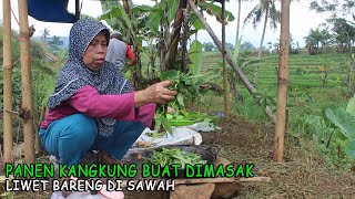 Masak Di Sawah Bareng Keluarga [upl. by Enytnoel992]