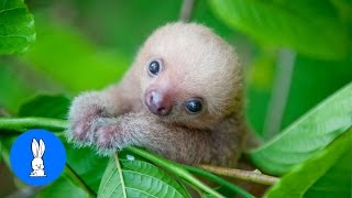 Baby Sloths Being Sloths  FUNNIEST Compilation [upl. by Creight696]