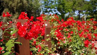 Zaragoza Florece convierte a la ciudad en capital de las flores durante cuatro días [upl. by Holland907]