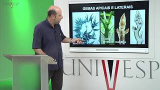 Morfologia Vegetal  Aula 05  Meristemas e gemas [upl. by Sucitivel400]