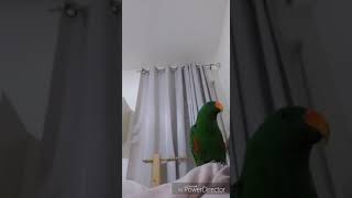 Eclectus Parrot singing in the jungle [upl. by Dawaj892]