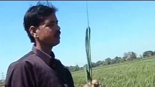 Bihar farmer sets world record in rice production [upl. by Irene]