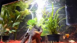 Leopard Danio amp Red Tuxedo Platy Biotape [upl. by Eintrok]