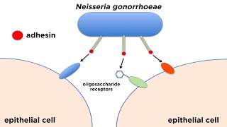 Bacterial Pathogenesis How Bacteria Cause Damage [upl. by Eggett]