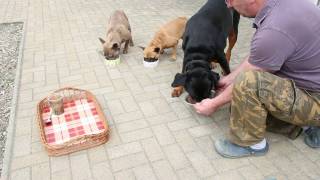 Französische Bulldoggen Erziehung bei der Fütterung [upl. by Anasor]