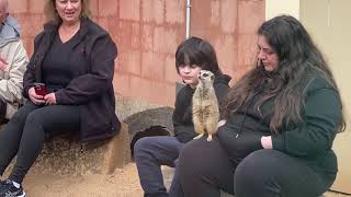 Meerkat encounter dubbo zoo [upl. by Okoy]