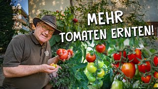 8 Tipps für eine bessere Tomaten Anzucht amp Ernte 🍅  Richtige Aussaat Pflanzung amp Pflege [upl. by Hamian]