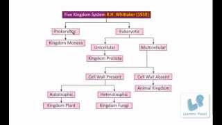 Classification of Living OrganismsFive Kingdom System protista monera fungi plant animals [upl. by Eeb172]