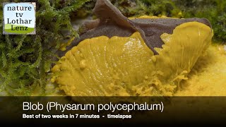 Blob Physarum polycephalum Best of two weeks in 7 Minutes timelapse Schleimpilz  Myxomyceten [upl. by Jolda]