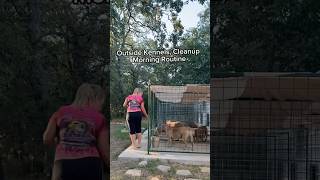 ✨ Kennel Cleanup Morning Routine✨ americanbully dogbreeder dogkennels [upl. by Duahsar908]