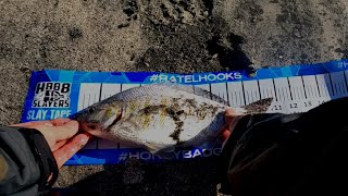 Fishing San Diego beaches Finding holes Barred Surf Perch  March 2023 [upl. by Aneda42]