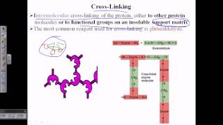 Enzyme cross linking [upl. by Galasyn]