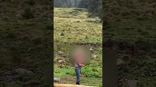 Turisti terrorizzati dalla vacca si rifugiano su un sasso e lallevatore li deride [upl. by Ashly869]