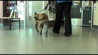 Dog Cruciate Ligament Surgery Brooklyn Recovery Assessment [upl. by Husch]