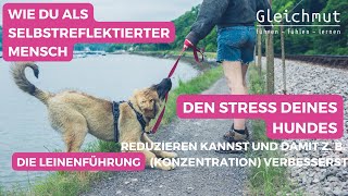 Wie Du den Stress Deines Hundes reduzieren und damit viele Probleme lösen kannst [upl. by Lirbaj]