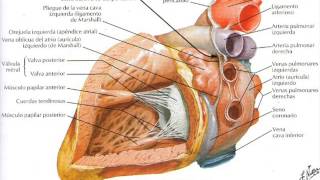 Anatomía cardíaca para Enfermería [upl. by Terrag]