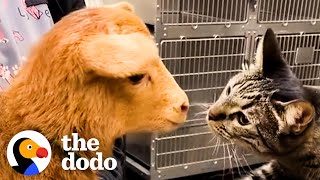 Cat Reaches Into Every Cage At The Vet To Pet The Animals  The Dodo Cat Crazy [upl. by Gertrude75]