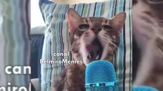 Belmiro Memes Dublagens de animais engraçados  Episódio 13 [upl. by Adnerol]