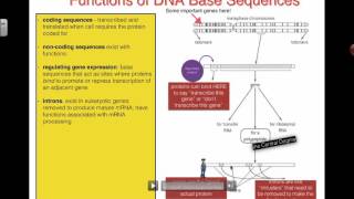 Functions of DNA Base Sequences 2016 IB Biology [upl. by Nekcarb]