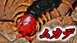 トビズムカデの足の動き Scolopendra mutilans （centipede、大百足） [upl. by Kailey]