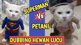 KUMPULAN VIDEO KUCING LUCU BIKIN NGAKAK [upl. by Bak]