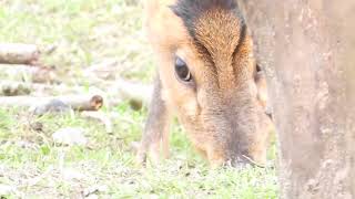 Muntjac Deer Lackford Lakes [upl. by Ahsilrac]