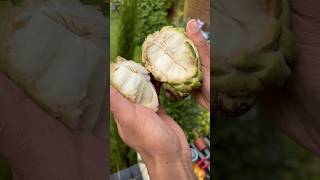 The Atemoya Custard Apple season has begun🤩 [upl. by Enimasaj]