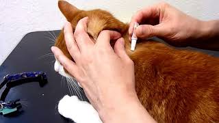 How to administer a SpotOn Flea Treatment to your cat [upl. by Niwrud]