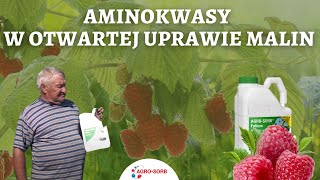 Aminokwasy w otwartej uprawie malin  AgroSorb Folium  PolskieAminokwasypl [upl. by Saiasi]