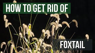 How to Get Rid of Foxtails 4 Easy Steps [upl. by Blair]