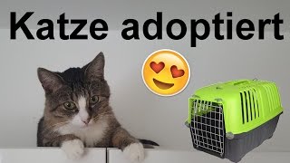 Katze aus Tierheim adoptiert Einzug  Vergesellschaftung [upl. by Llenahc]