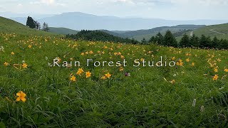 Nikko Kisuge in Kurumayama Kogen Highland 4K [upl. by Warfore]