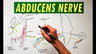 Abducens Nerve  Anatomy Tutorial [upl. by Hashum672]