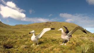 Tristan Albatross love triangle [upl. by Esihcoc]