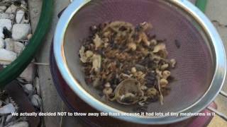 HowTo Clean Your Mealworm Farm  Mealworm Maintenance  The Urban Lady Bug [upl. by Arriet148]