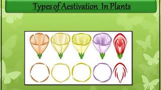 Aestivation In Plants [upl. by Ynnatirb]