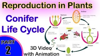 Conifer Life Cycle  Reproduction in Plants  12th CBSE Biology  2 Biology Reproduction in Plants [upl. by Cynthea]