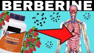 Take Berberine Every Day And See What Happens  Effects amp Benefits  Better Than Metformin [upl. by Hayimas]