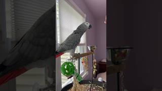 Getting ready for work this afternoon with dad poop kisses and dancing🥰funnyparrot birds pets [upl. by Caddaric]