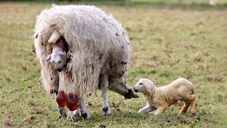 How Sheep Gives Birth To Many Cute Lambs In The Meadow [upl. by Penhall]